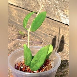 Hoya cagayanensis unrooted cutting